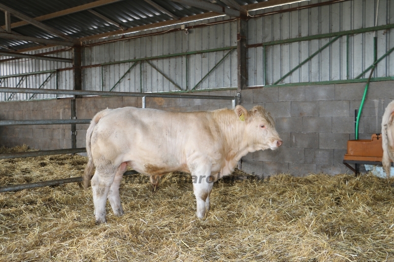 NPK Charolais Farm Kft. törzstenyészeti szemléje