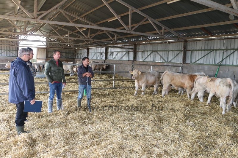 NPK Charolais Farm Kft. törzstenyészeti szemléje