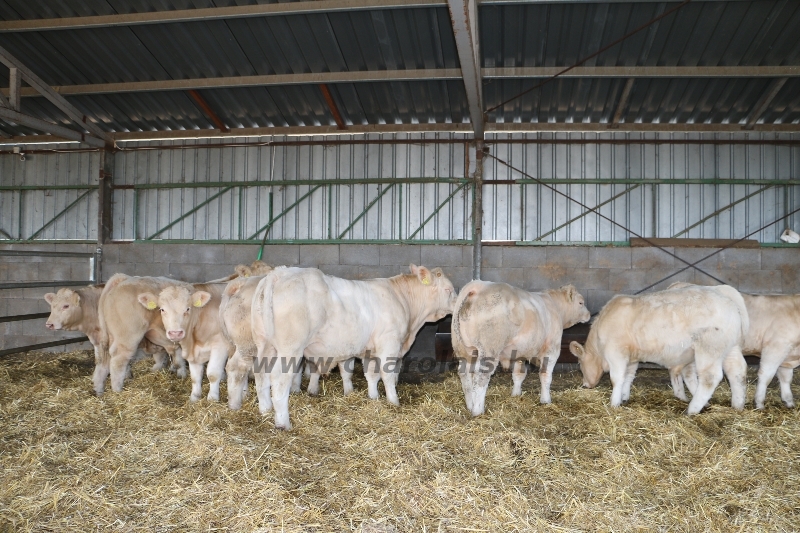 NPK Charolais Farm Kft. törzstenyészeti szemléje