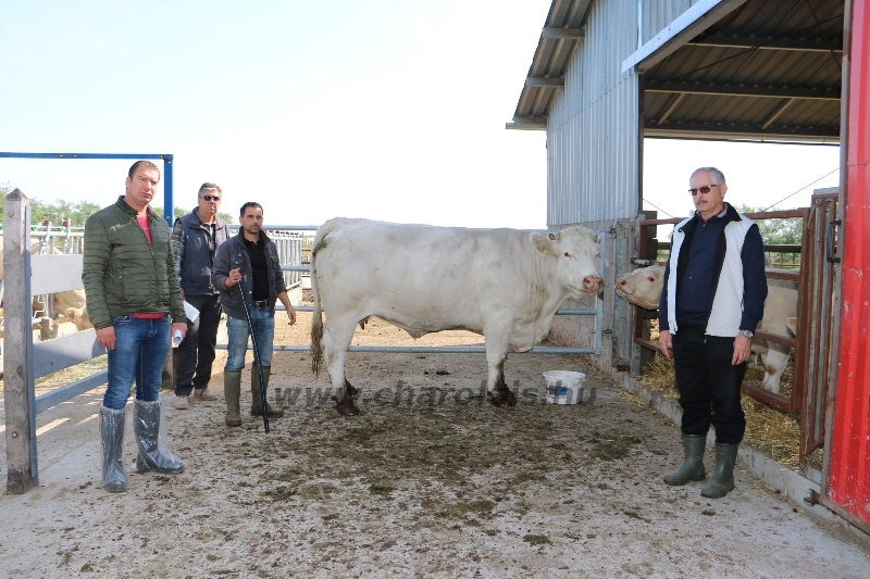 NPK Charolais Farm Kft. törzstenyészeti szemléje