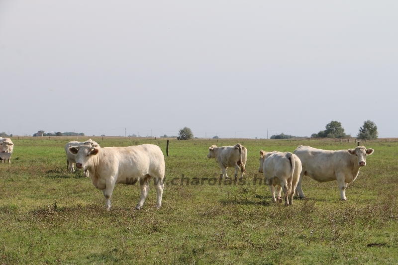 NPK Charolais Farm Kft. törzstenyészeti szemléje