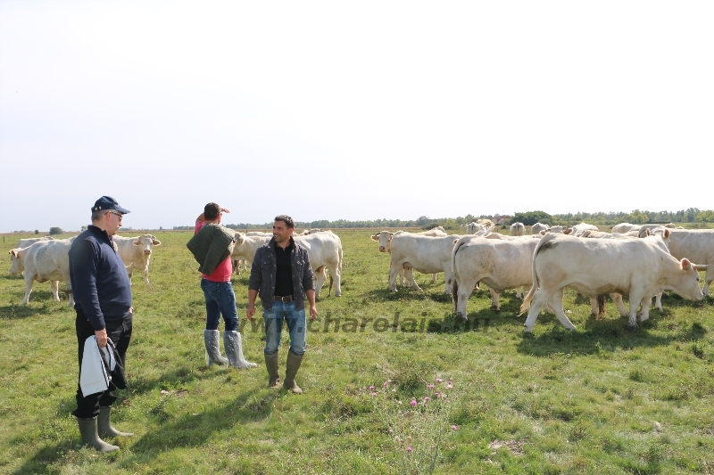 NPK Charolais Farm Kft. törzstenyészeti szemléje