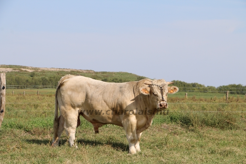 NPK Charolais Farm Kft. törzstenyészeti szemléje