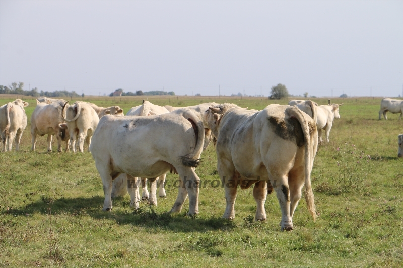 NPK Charolais Farm Kft. törzstenyészeti szemléje