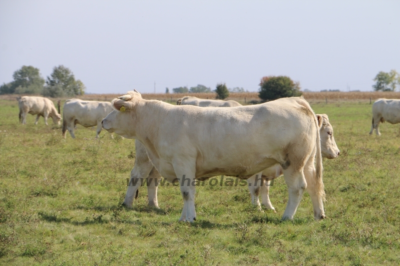 NPK Charolais Farm Kft. törzstenyészeti szemléje