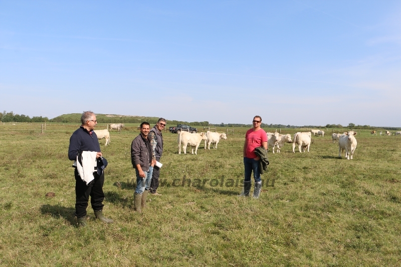 NPK Charolais Farm Kft. törzstenyészeti szemléje