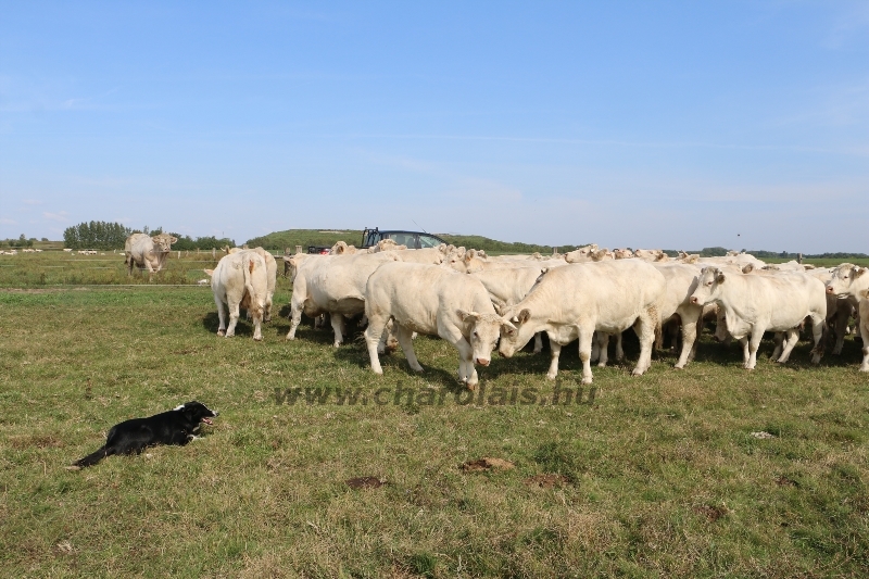 NPK Charolais Farm Kft. törzstenyészeti szemléje