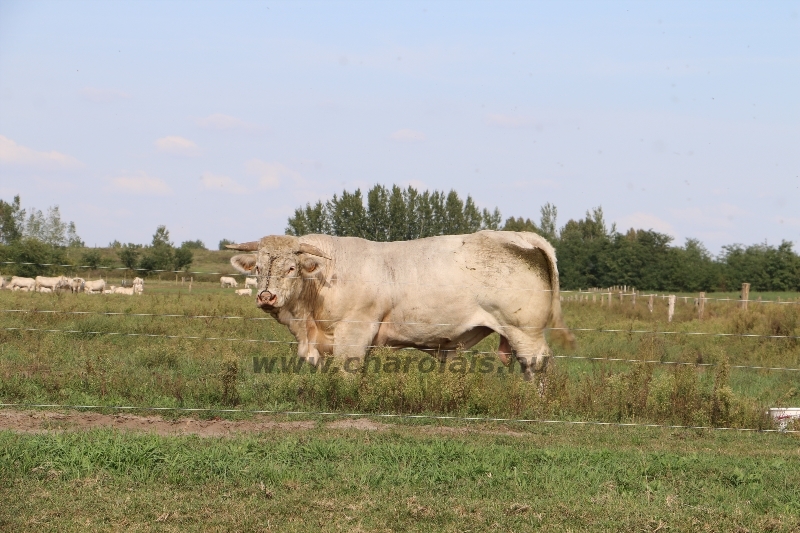 NPK Charolais Farm Kft. törzstenyészeti szemléje