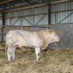 NPK Charolais Farm Kft. törzstenyészeti szemléje