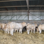 NPK Charolais Farm Kft. törzstenyészeti szemléje