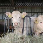 NPK Charolais Farm Kft. törzstenyészeti szemléje