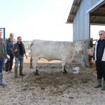 NPK Charolais Farm Kft. törzstenyészeti szemléje