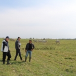 NPK Charolais Farm Kft. törzstenyészeti szemléje