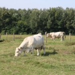 NPK Charolais Farm Kft. törzstenyészeti szemléje