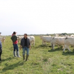 NPK Charolais Farm Kft. törzstenyészeti szemléje