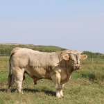 NPK Charolais Farm Kft. törzstenyészeti szemléje