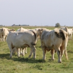 NPK Charolais Farm Kft. törzstenyészeti szemléje