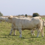 NPK Charolais Farm Kft. törzstenyészeti szemléje