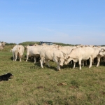 NPK Charolais Farm Kft. törzstenyészeti szemléje