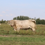 NPK Charolais Farm Kft. törzstenyészeti szemléje