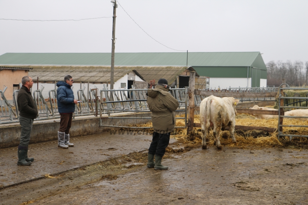 Charolais-Farm Kft. STV