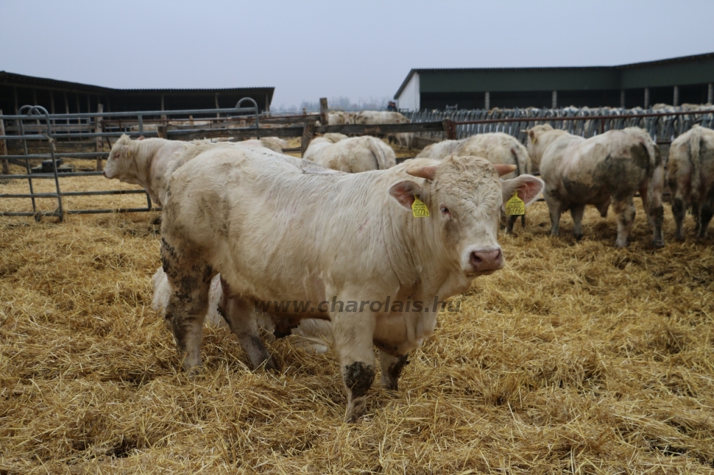 Charolais-Farm Kft. STV