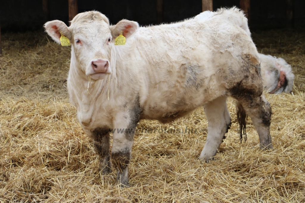 Charolais-Farm Kft. STV