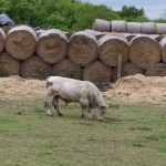 Törzstenyészeti szemle a Bakonyban