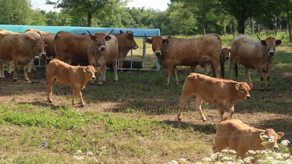 Aubrac nyílt nap Zirc-Kardosréten