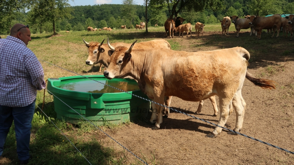 Aubrac nyílt nap Zirc-Kardosréten