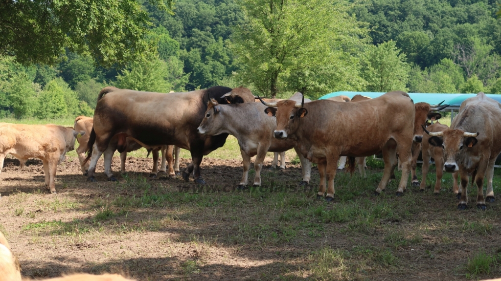 Aubrac nyílt nap Zirc-Kardosréten