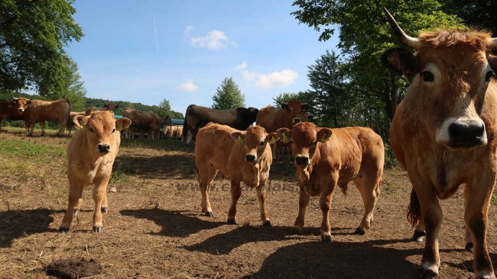 Aubrac nyílt nap Zirc-Kardosréten