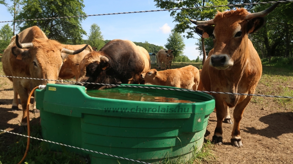 Aubrac nyílt nap Zirc-Kardosréten