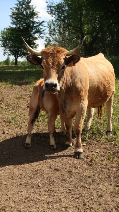 Aubrac nyílt nap Zirc-Kardosréten