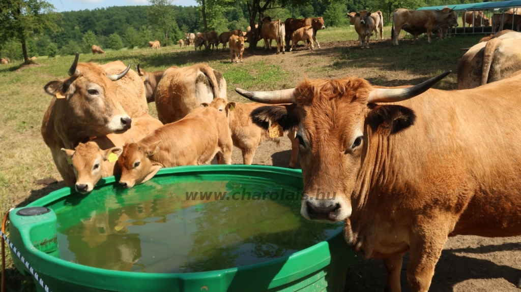 Aubrac nyílt nap Zirc-Kardosréten