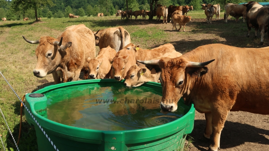 Aubrac nyílt nap Zirc-Kardosréten