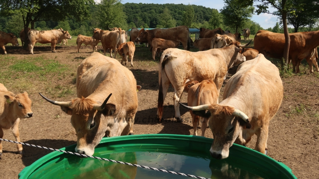 Aubrac nyílt nap Zirc-Kardosréten