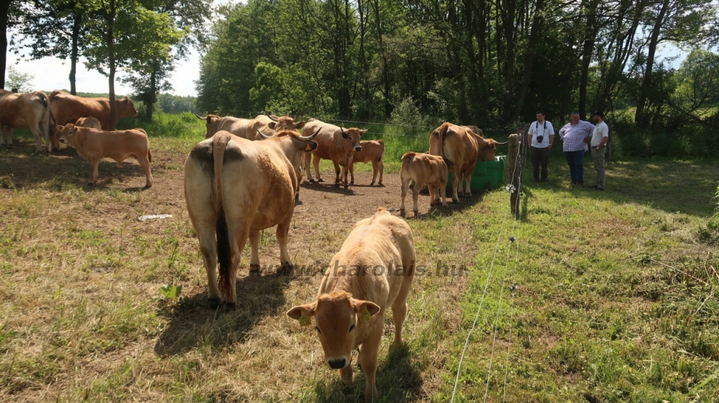 Aubrac nyílt nap Zirc-Kardosréten