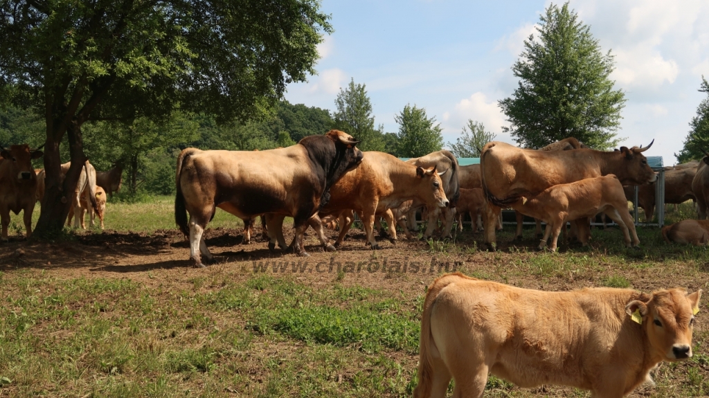 Aubrac nyílt nap Zirc-Kardosréten