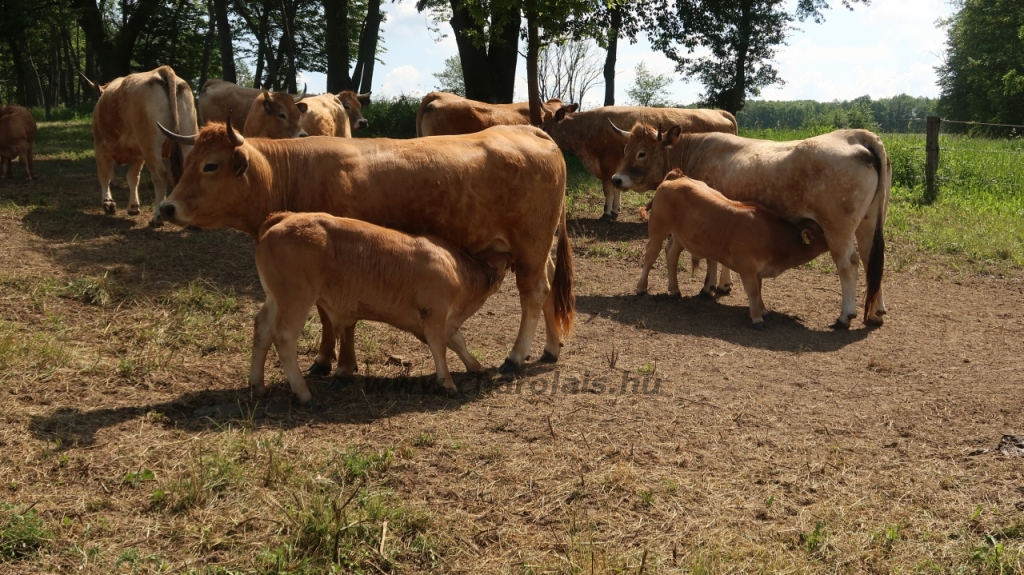 Aubrac nyílt nap Zirc-Kardosréten