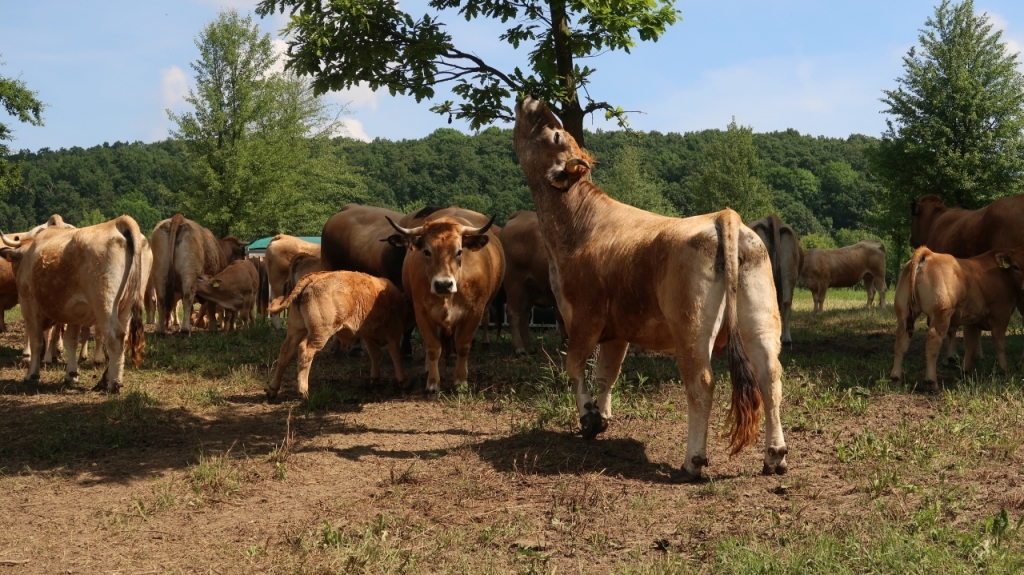 Aubrac nyílt nap Zirc-Kardosréten