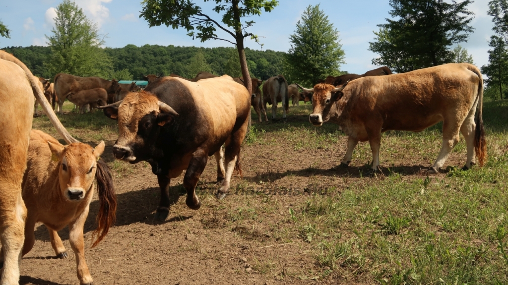 Aubrac nyílt nap Zirc-Kardosréten