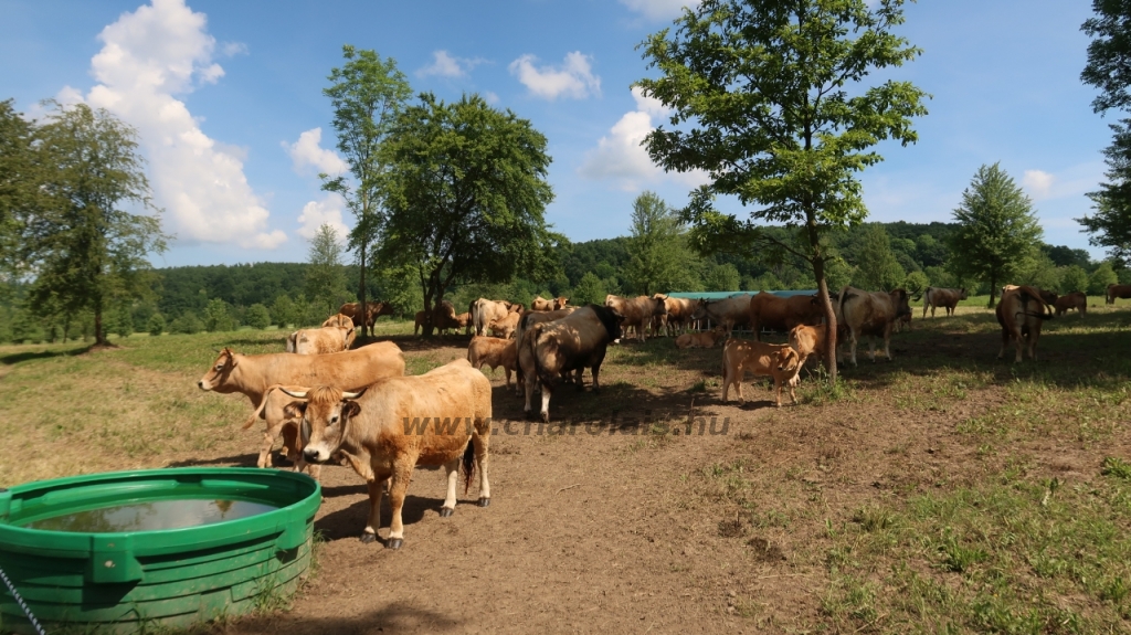 Aubrac nyílt nap Zirc-Kardosréten