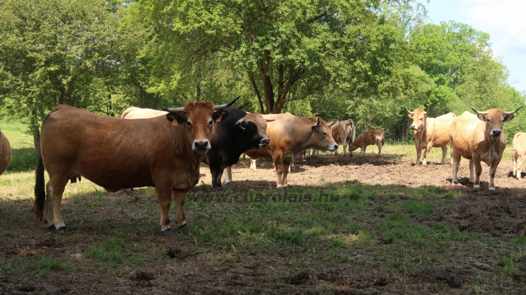 Aubrac nyílt nap Zirc-Kardosréten