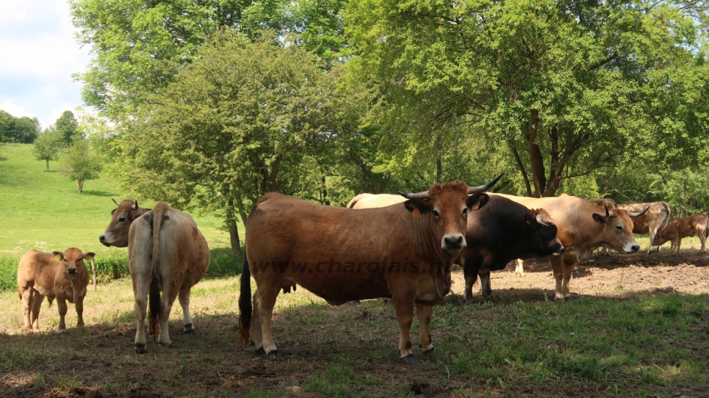 Aubrac nyílt nap Zirc-Kardosréten