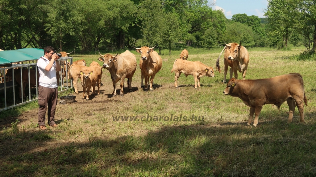 Aubrac nyílt nap Zirc-Kardosréten