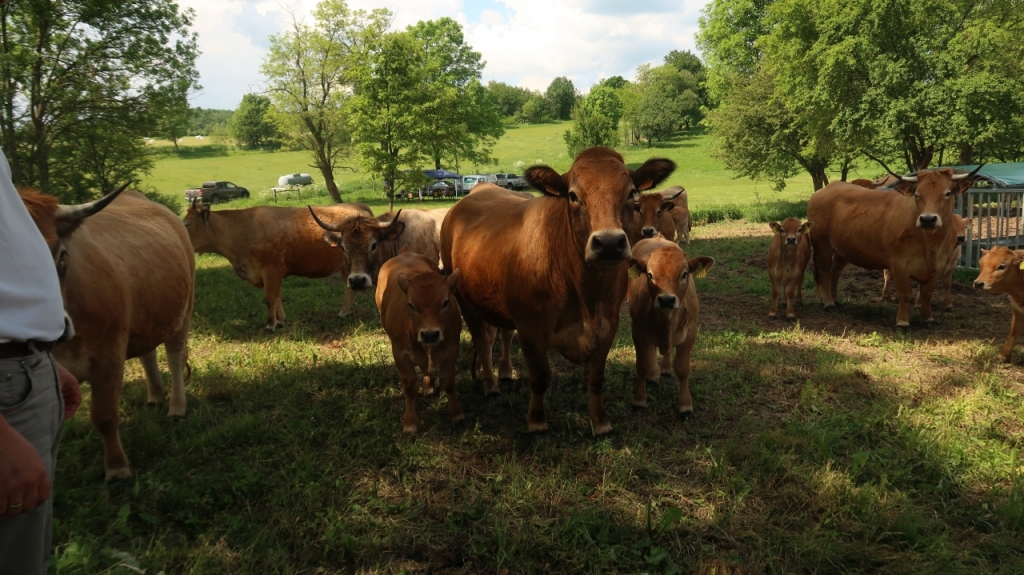 Aubrac nyílt nap Zirc-Kardosréten