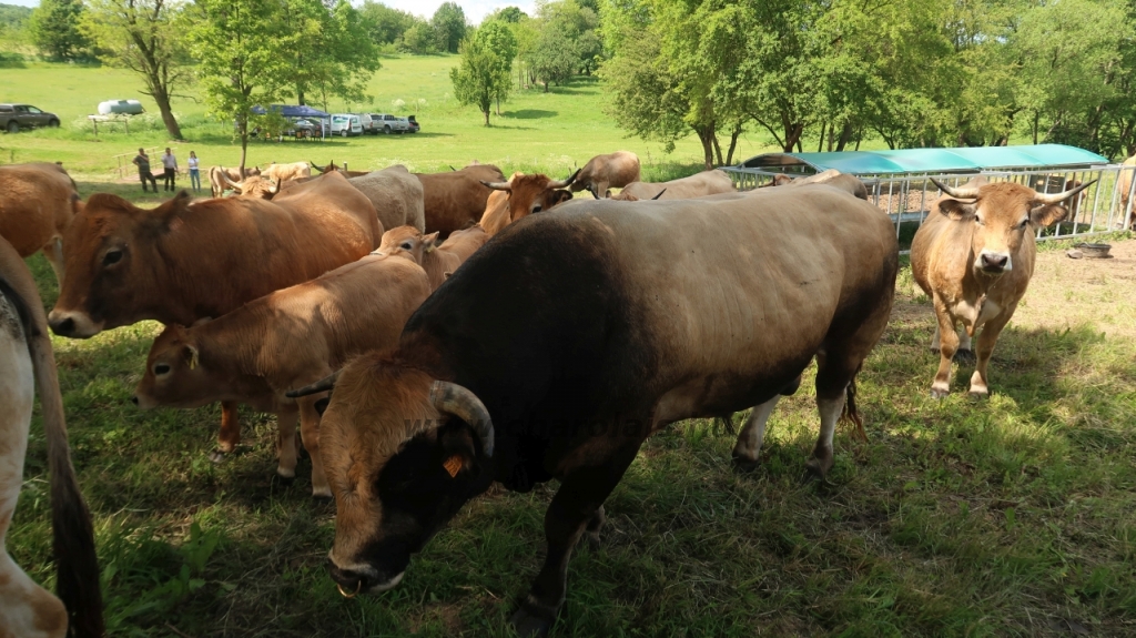 Aubrac nyílt nap Zirc-Kardosréten