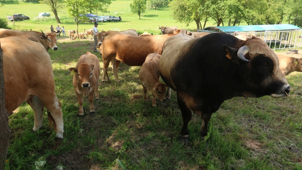 Aubrac nyílt nap Zirc-Kardosréten