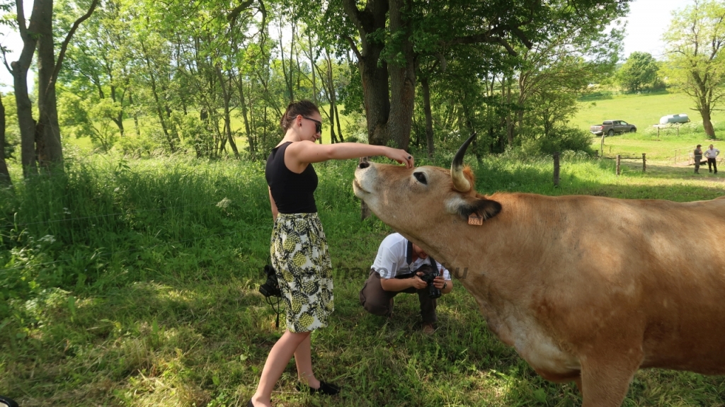 Aubrac nyílt nap Zirc-Kardosréten